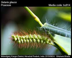 Attēlu rezultāti vaicājumam “Setaria glauca”
