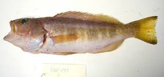 Image result for Serranus atricauda