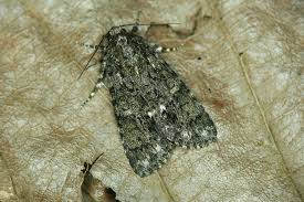 Attēlu rezultāti vaicājumam “Acronicta rumicis imago”