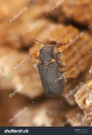 Attēlu rezultāti vaicājumam “Anobium pertinax”