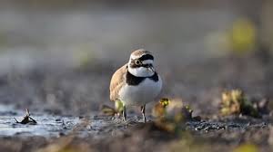 Attēlu rezultāti vaicājumam “Charadrius dubius”