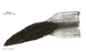 Attēlu rezultāti vaicājumam “Pogonatum nanum”