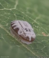 Attēlu rezultāti vaicājumam “Aleurochiton aceris”