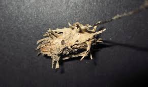 Attēlu rezultāti vaicājumam “Akanthomyces aculeatus”