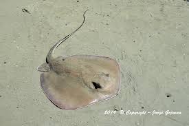 Image result for Hypanus say