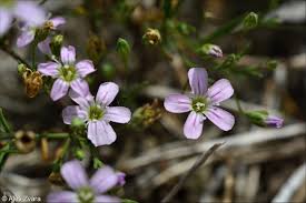 Attēlu rezultāti vaicājumam “Gypsophila muralis”