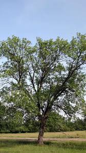 Attēlu rezultāti vaicājumam “Fraxinus pennsylvanica”