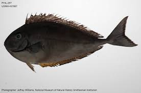 Image result for Naso hexacanthus