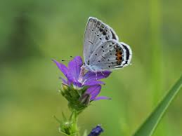 Attēlu rezultāti vaicājumam “Everes argiades”