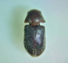 Attēlu rezultāti vaicājumam “Anobiidae”