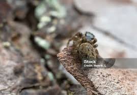 Attēlu rezultāti vaicājumam “Evarcha falcata female”