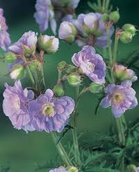 Image result for Geranium `Summer Skies`
