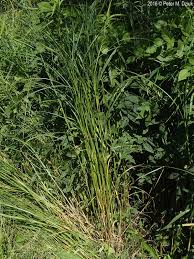 Attēlu rezultāti vaicājumam “Carex digitata fruit”