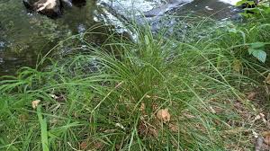 Attēlu rezultāti vaicājumam “Carex remota leaf”