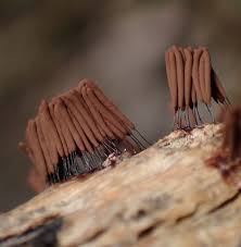 Attēlu rezultāti vaicājumam “Stemonitis splendens macro”