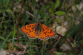 Attēlu rezultāti vaicājumam “Melitaea didyma”