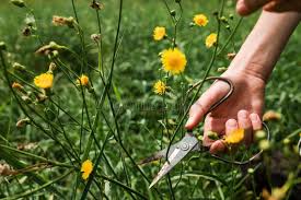 Attēlu rezultāti vaicājumam “Crepis tectorum flower”