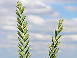 Attēlu rezultāti vaicājumam “Elytrigia repens”