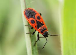 Attēlu rezultāti vaicājumam “Pyrrhocoris apterus nymph”
