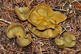 Attēlu rezultāti vaicājumam “Sowerbyella radiculata”