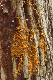 Attēlu rezultāti vaicājumam “Lignydium muscorum plasmodium”
