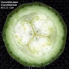Attēlu rezultāti vaicājumam “Cucurbitaceae”