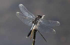 Attēlu rezultāti vaicājumam “Leucorrhinia caudalis”
