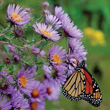 Attēlu rezultāti vaicājumam “Symphyotrichum novae-angliae flower”