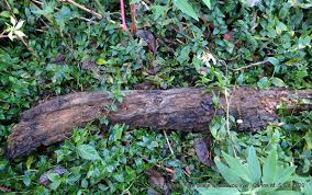 Attēlu rezultāti vaicājumam “Hemitrichia sordivesiculosa”