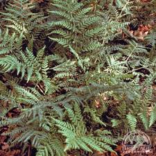 Attēlu rezultāti vaicājumam “Dryopteris expansa”