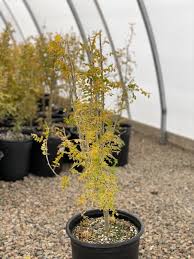 Attēlu rezultāti vaicājumam “Caragana arborescens”