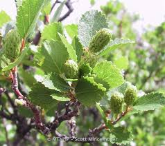 Attēlu rezultāti vaicājumam “Betula nana leaf”