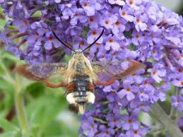 Attēlu rezultāti vaicājumam “Hemaris fuciformis”