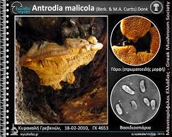 Attēlu rezultāti vaicājumam “Antrodia malicola”