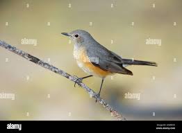 Image result for Irania gutturalis