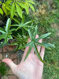 Attēlu rezultāti vaicājumam “Cirriphyllum piliferum sporophyte”