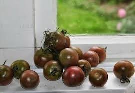 Afbeeldingsresultaat voor broad ripple yellow currant tomato