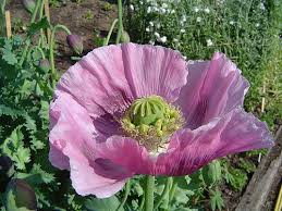 Attēlu rezultāti vaicājumam “Papaver somniferum flower”