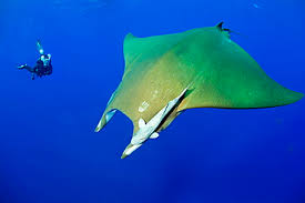 Image result for Mobula tarapacana