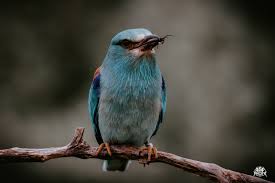 Attēlu rezultāti vaicājumam “Coracias garrulus”