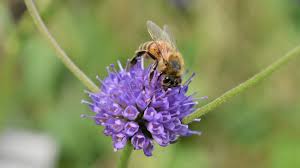 Attēlu rezultāti vaicājumam “Succisa pratensis flower”