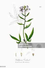 Attēlu rezultāti vaicājumam “Cardamine bulbifera”