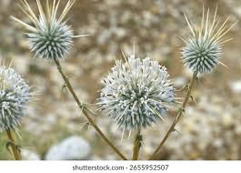 Attēlu rezultāti vaicājumam “Echinops sphaerocephalus”