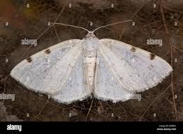 Attēlu rezultāti vaicājumam “Lomographa bimaculata”