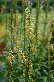 Image result for Digitalis ferruginea