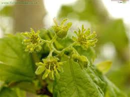 Attēlu rezultāti vaicājumam “Acer campestre fruit”