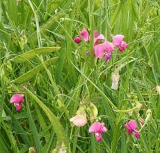 Attēlu rezultāti vaicājumam “Lathyrus sylvestris bud”