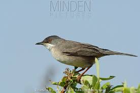 Image result for Sylvia rueppelli