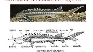 Image result for Acipenser