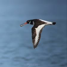 Attēlu rezultāti vaicājumam “Haematopus ostralegus”
